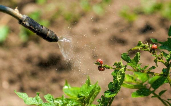 Insektitsidlar: turlari, foydalanish sohalari va atrof-muhitga ta'siri