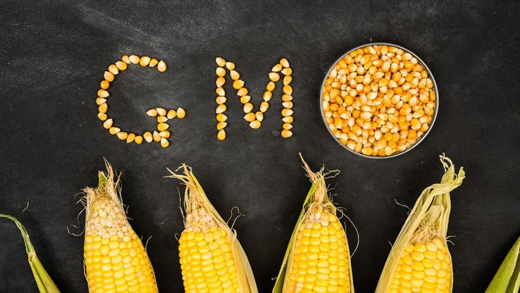 GMO - Genetik jihatdan o‘zgartirilgan organizm
